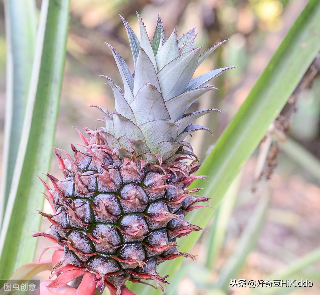 苹果和菠萝有什么区别？菠萝的英文为什么叫pineapple