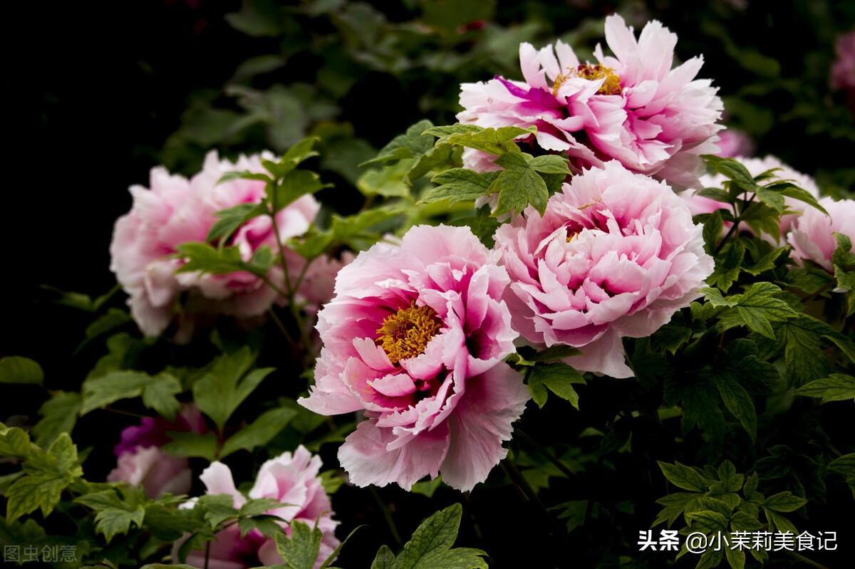 谷雨吃什么风俗食物好？谷雨有什么讲究和忌讳