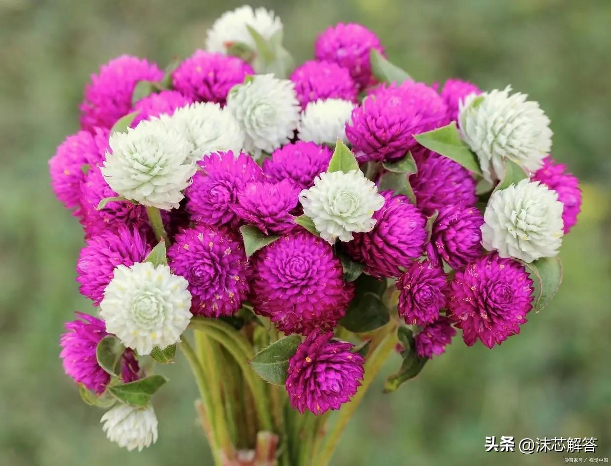 教师节给老师送什么花？送老师的花束有什么花