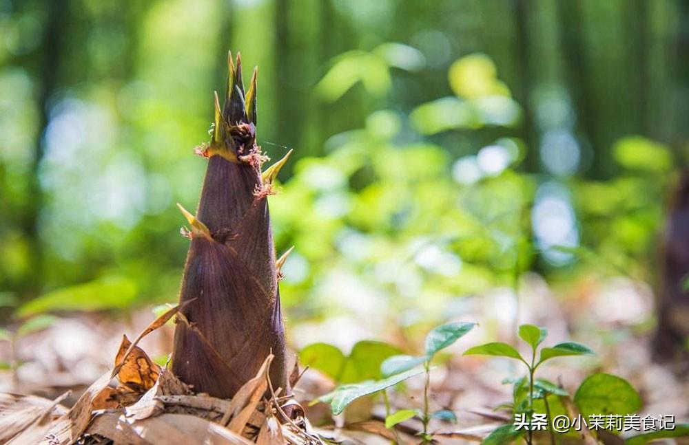 春笋和冬笋要怎么区分？冬笋和春笋的区别