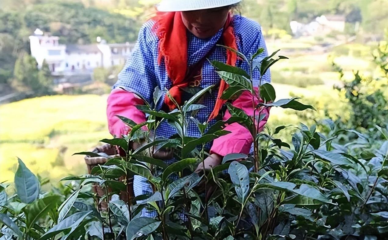 毛峰是绿茶吗？黄山毛峰属于什么茶