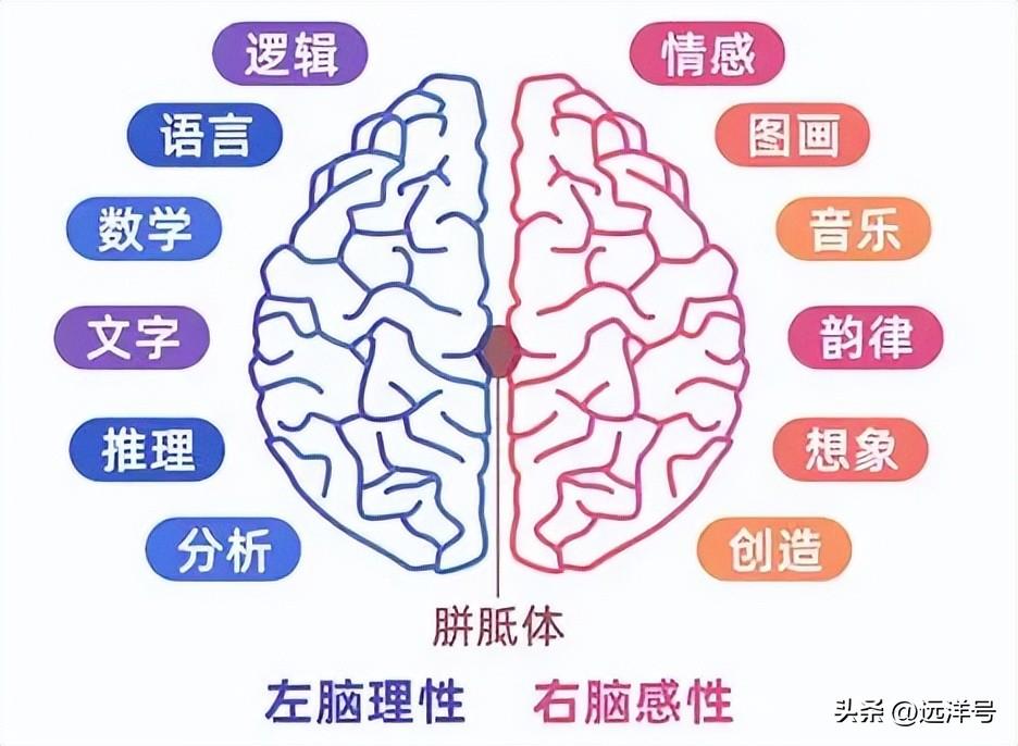 左脑右脑分别控制什么？了解左右大脑