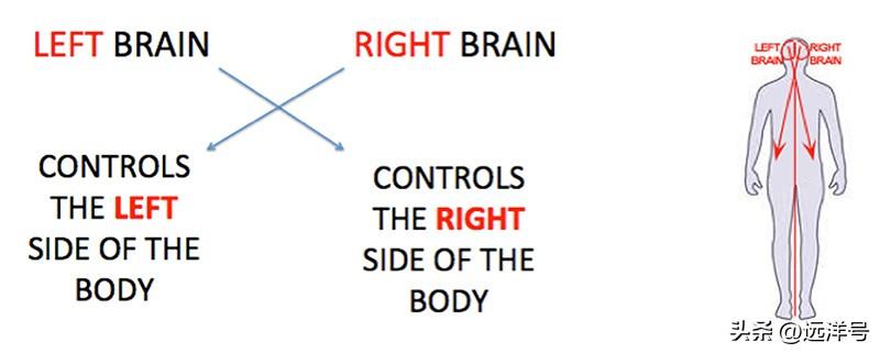 左脑右脑分别控制什么？了解左右大脑