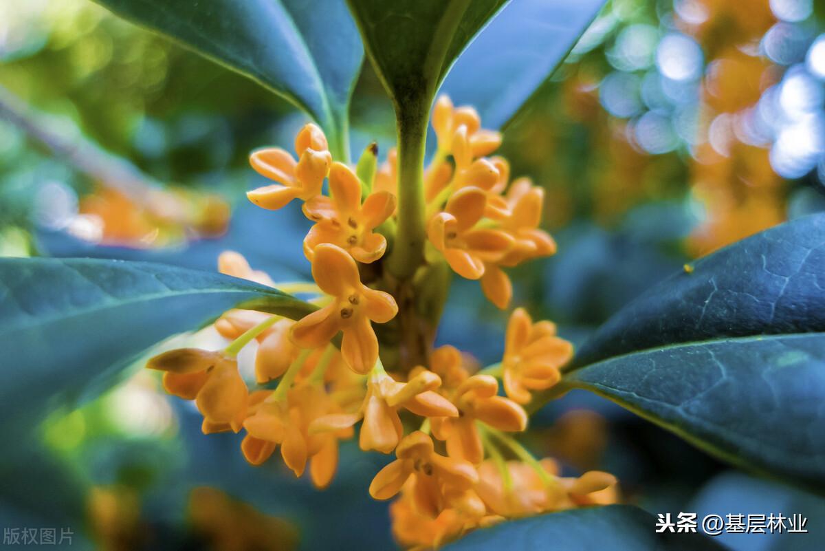 桂花树品种哪个最好？桂花都有哪些品种