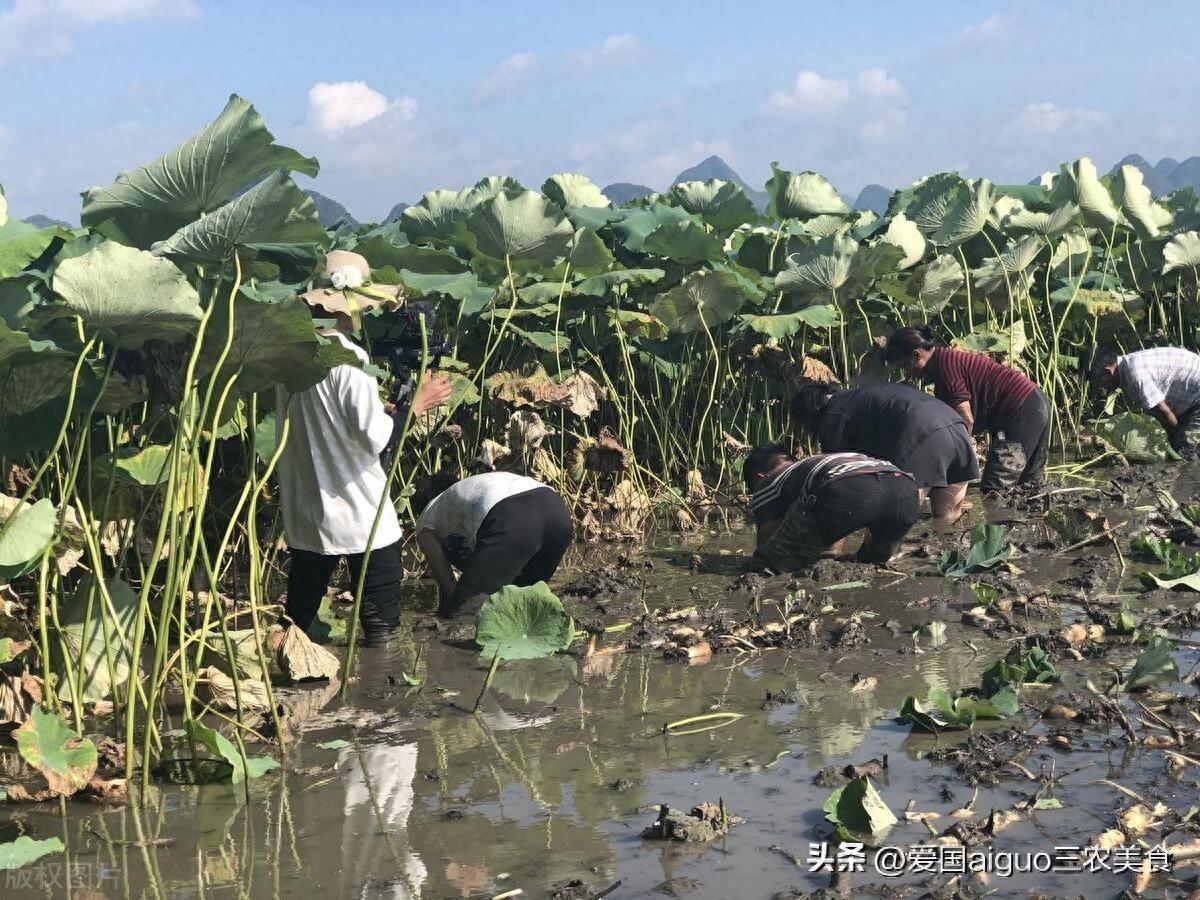 藕是莲的什么部位？藕是根状茎还是块茎